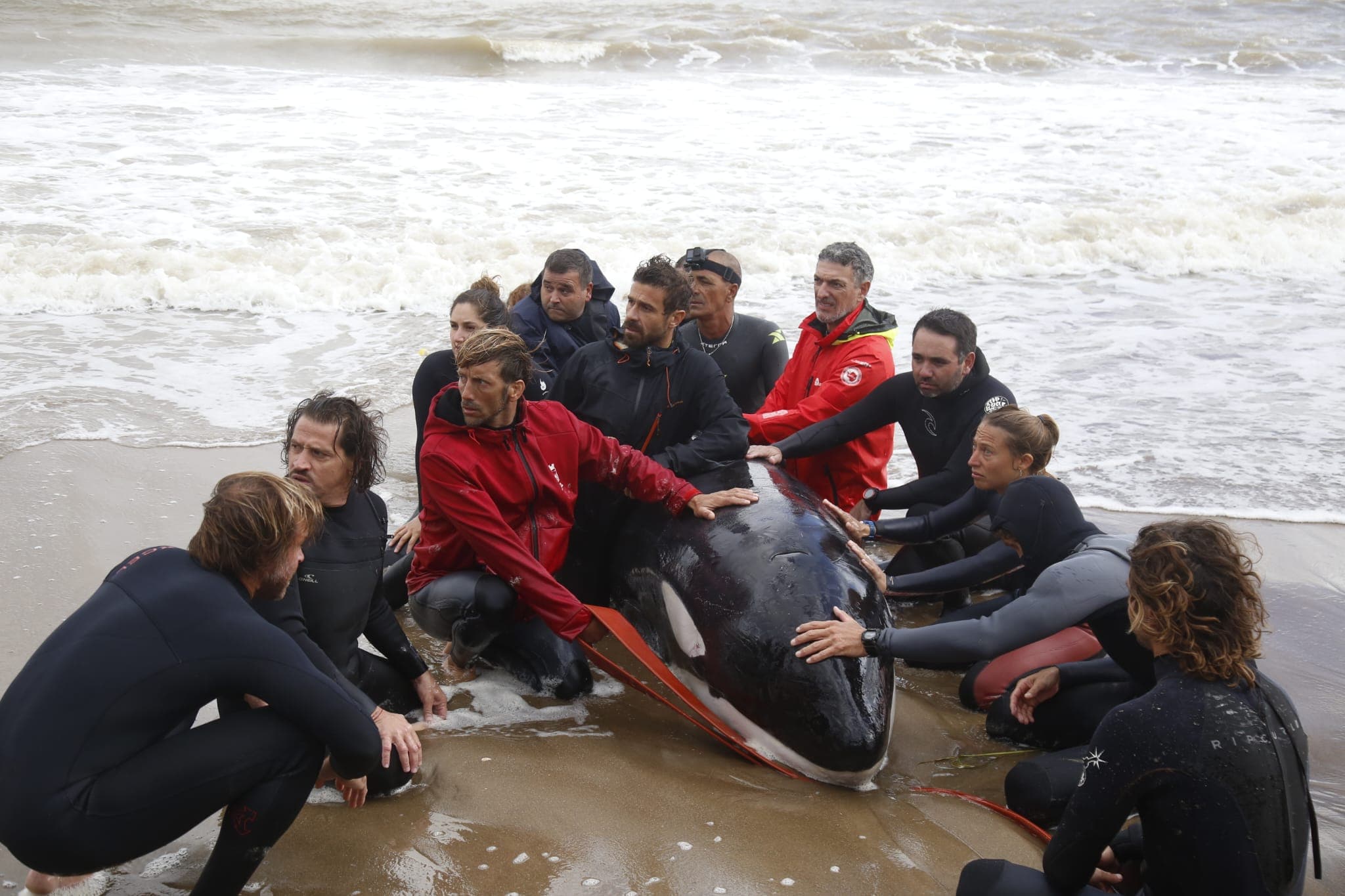 Retiran orca varada en Playa Mansa