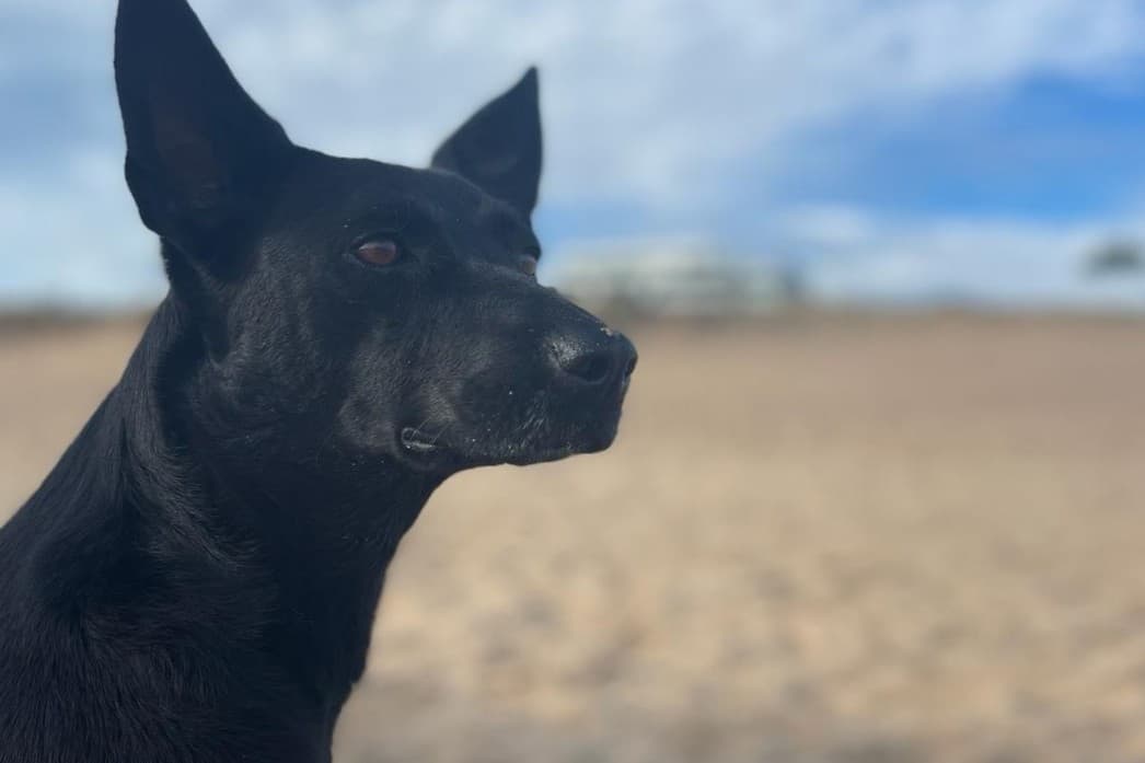 Este viernes 15 de mayo habrá guardia de castraciones caninas
