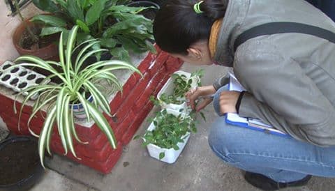 Salud Pública hace recomendaciones para quienes regresan de zonas con Dengue