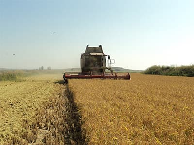 Cosecha avanza a ritmo sostenido, informó ACA