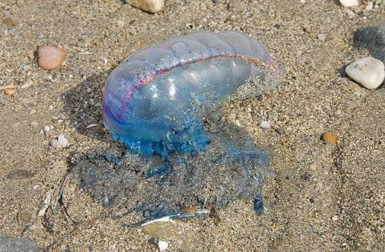 Intendencia de Maldonado exhorta a tener precaución ante aparición de Fragata Portuguesa en costas de Piriápolis y la Mansa